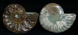 / Inch Polished Ammonite (Pair) #1978-1